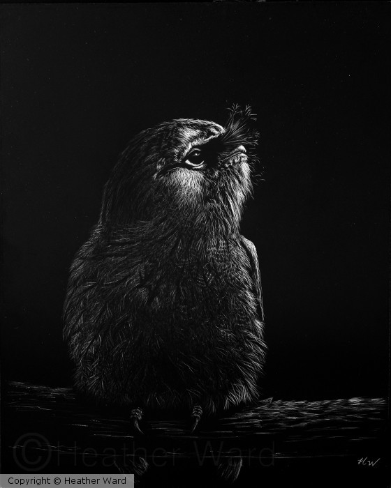 tawny frogmouth