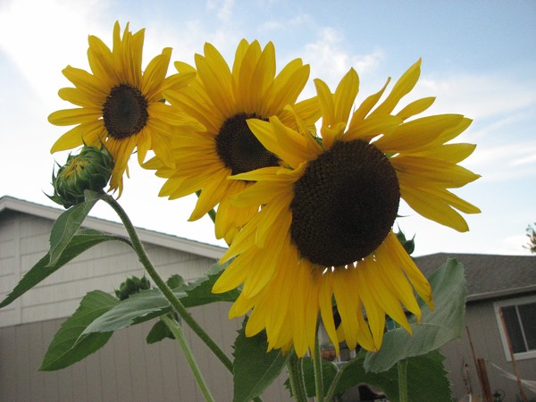 Summer Sunflowers