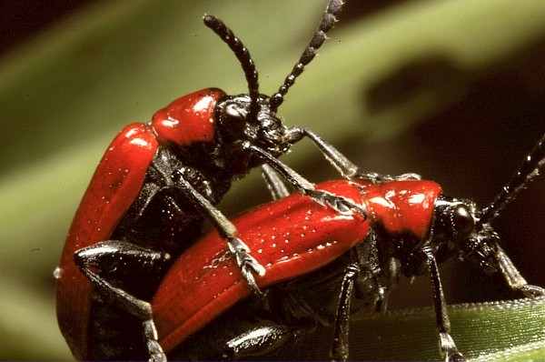 RedLoveBugs