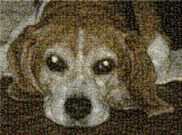 Nina (EXAMPLE)