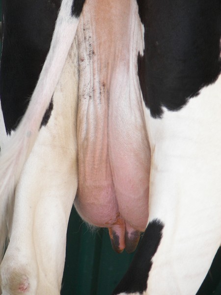 Cow