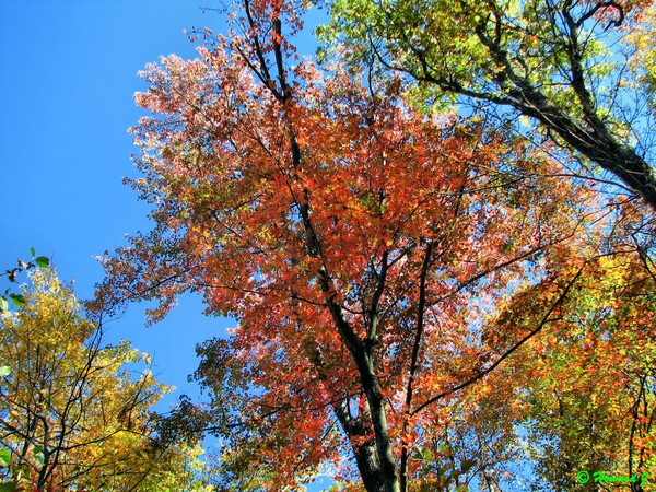 Fall 2007