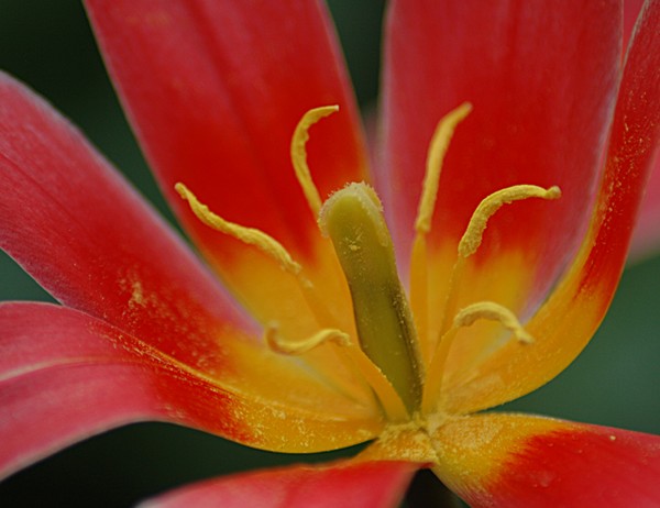 Pollen on the leaves