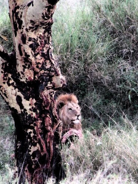 Safari Tanzania 5