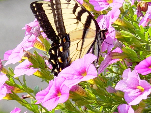 Swallowtail in Summer B