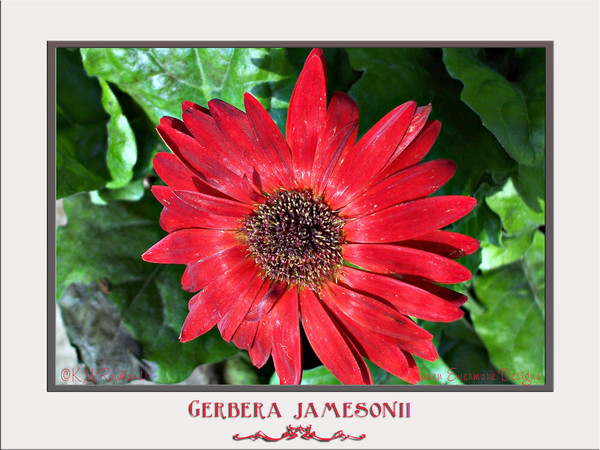 Gerbera Daisy