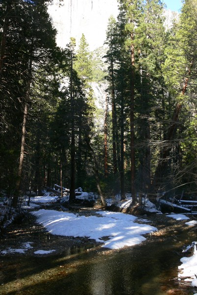 Yosemite Forest shot 1 (color)