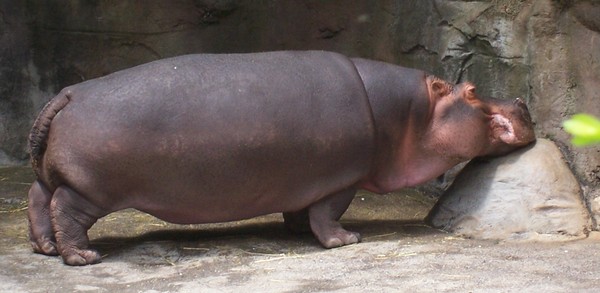 Tired Hippo