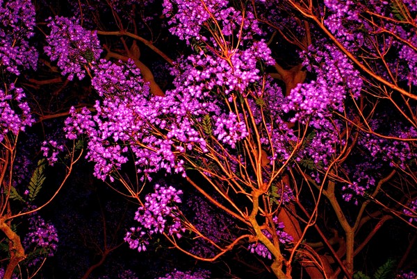 Tree Blossoms