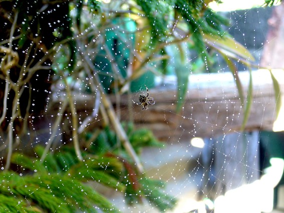 Macro Spider