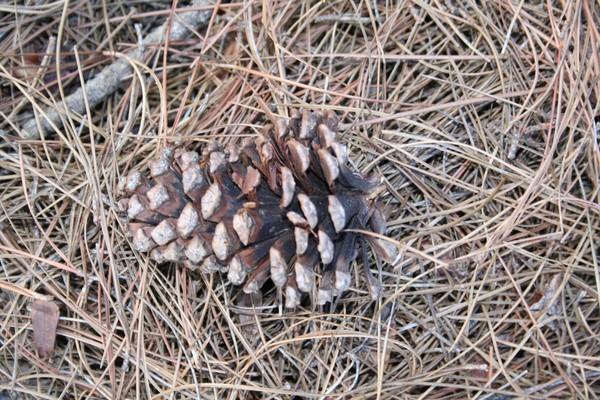 Pine Cone