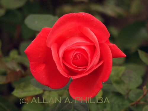 red rose