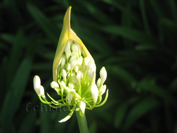 Agapanthus_