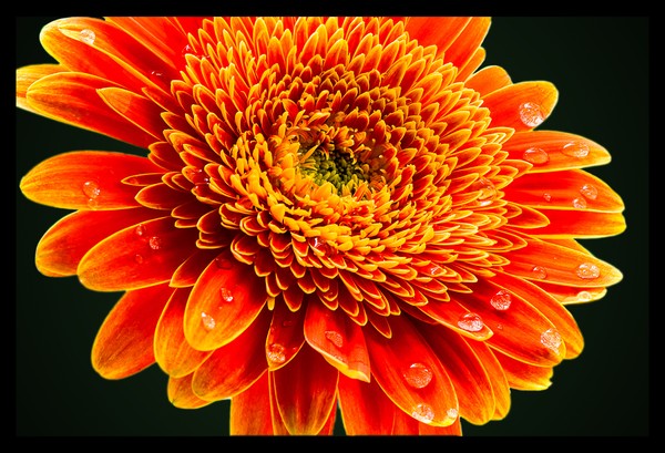 Macro Flower #1