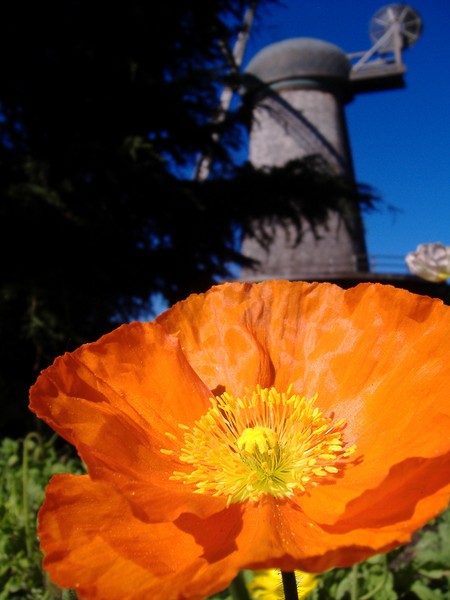 Windmill/flower