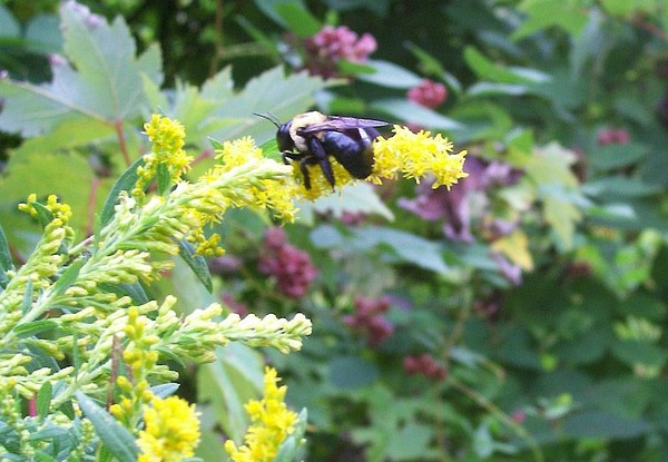 bumblebee