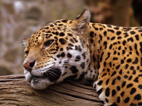 Lazing
