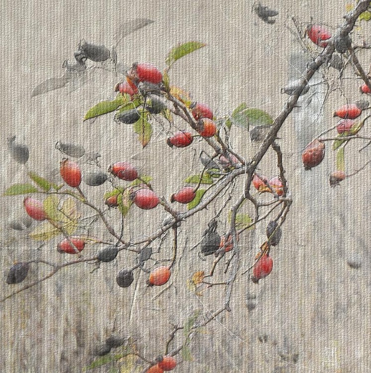 wild, wild roses