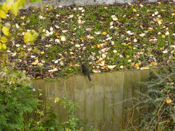 Bird