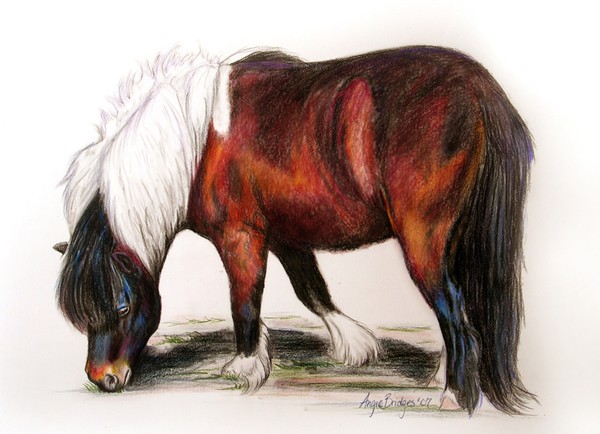 Pony