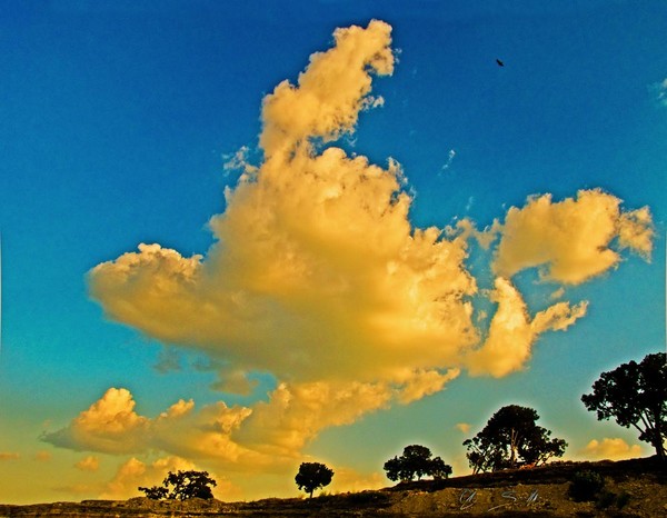 Treeline