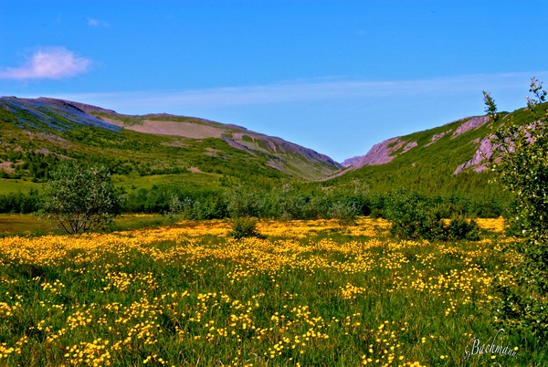 Valley full of buttercups !