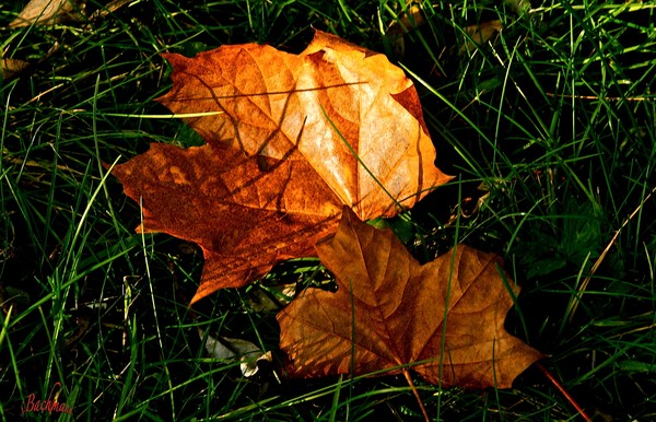 The end of summer !