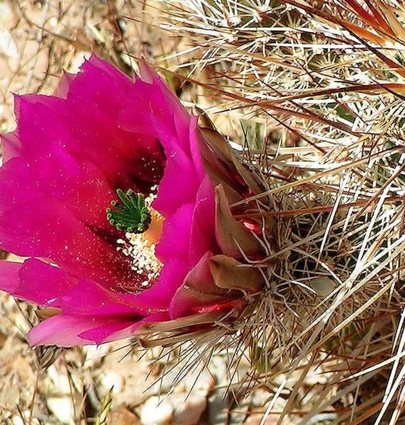 Cacti in Bloom