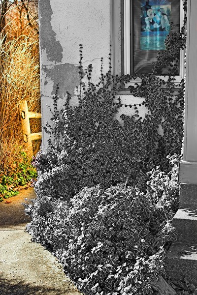 euonymus shrub and around the back