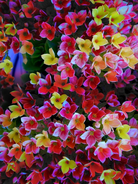 Floral Waves