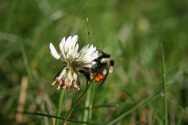 Bumble