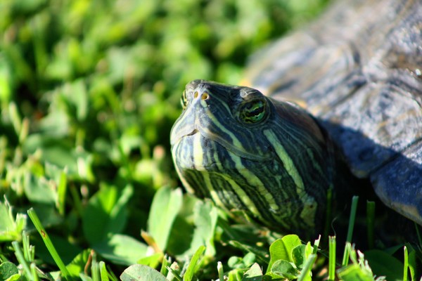 Turtle 4