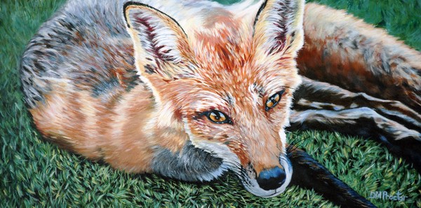 Vixen Red Fox