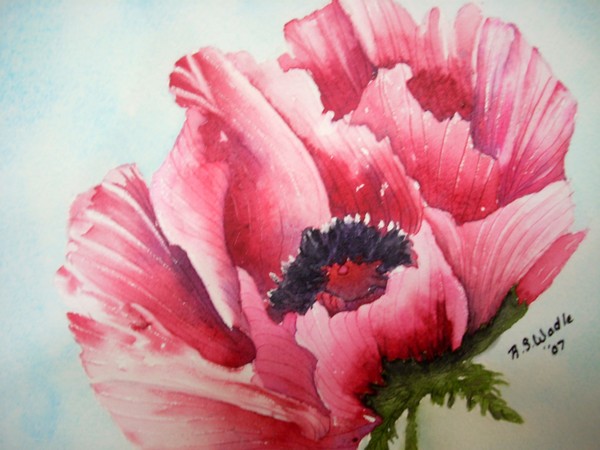 Red Poppy II