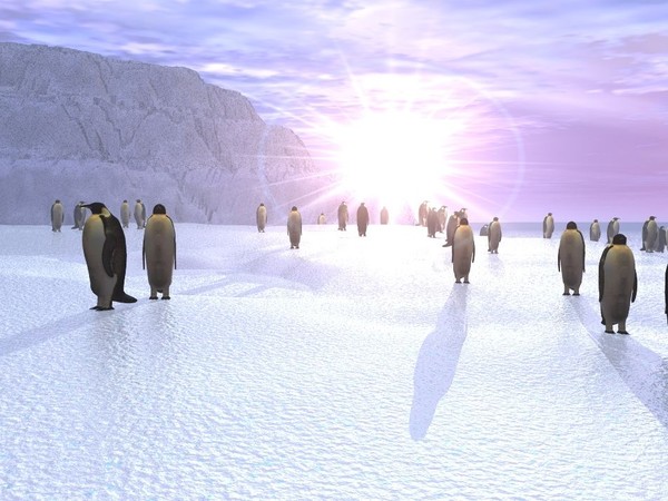 Penguins