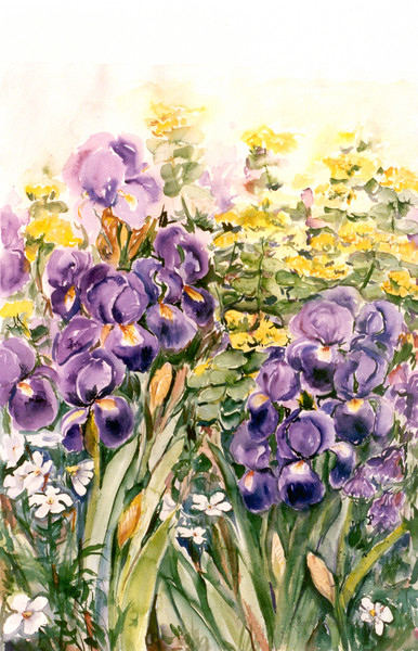  Iris Garden