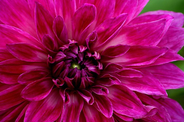 Exotic Flower