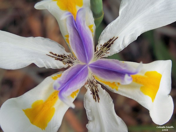 Bursting with Spring