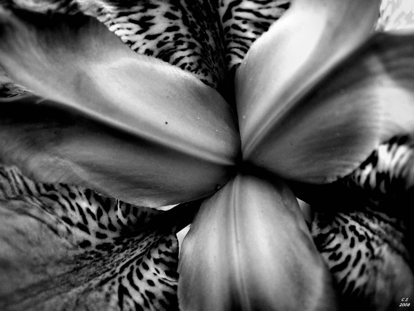 Bold in Black and White 1