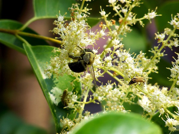 Busy Bees