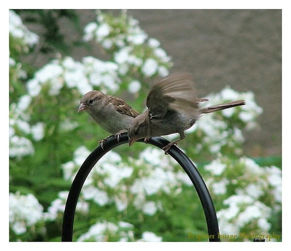 Sparrows