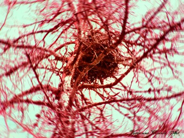 The nest