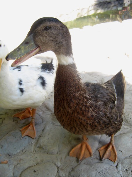 duck89