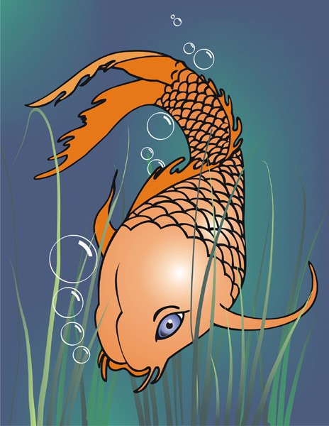 Koi