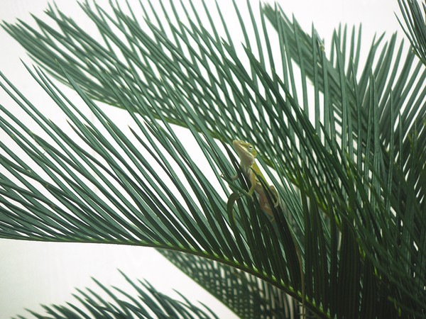 Anole With Palm - Entangled