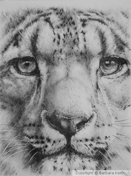 Up Close Snow Leopard