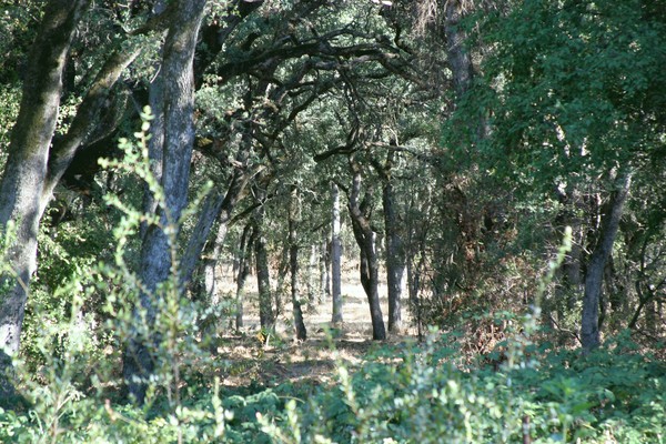 Citrus Heights Library Woods