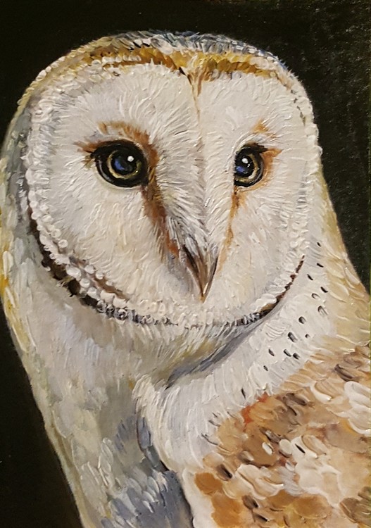 Barn owl