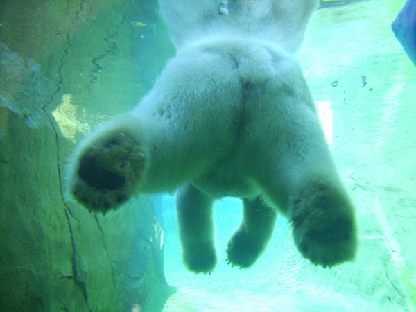 The South end of a North bound Polar Bear