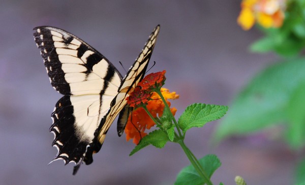 Butterflies are Free